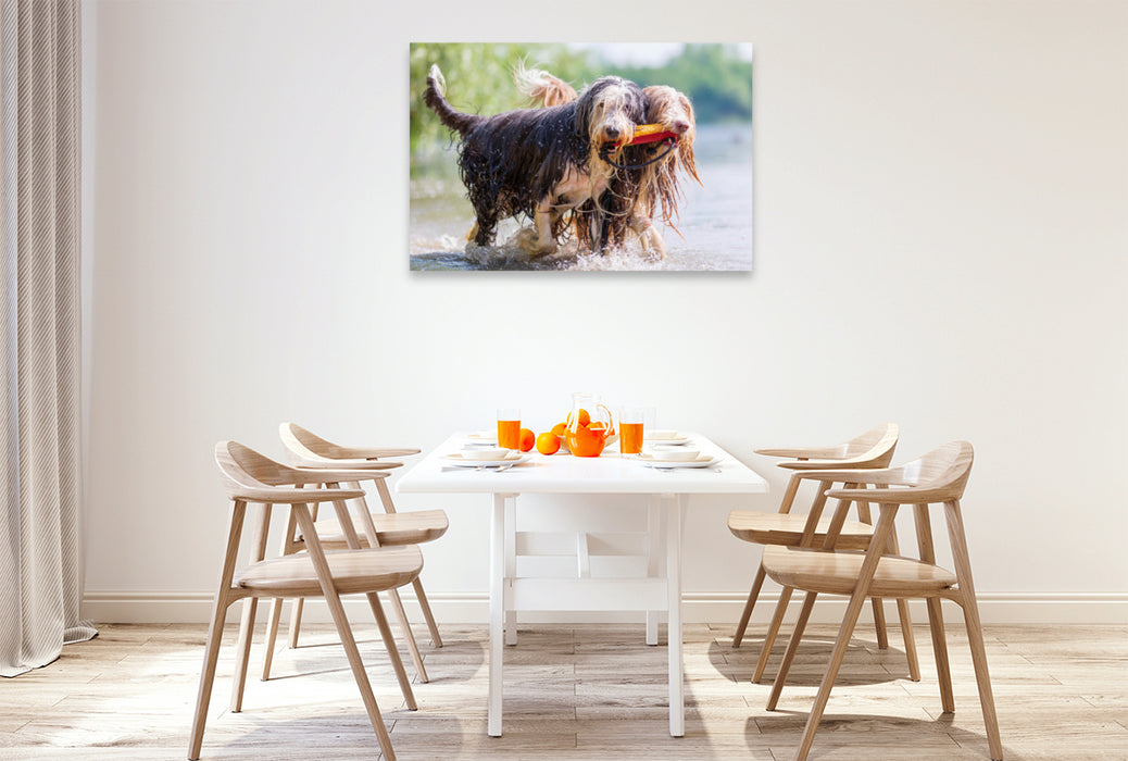 Premium Textil-Leinwand Premium Textil-Leinwand 120 cm x 80 cm quer Zwei Bearded Collies im Wasser