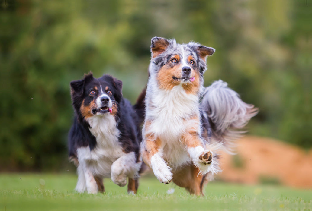 Premium Textil-Leinwand Premium Textil-Leinwand 120 cm x 80 cm quer zwei Australian Shepherd in Action