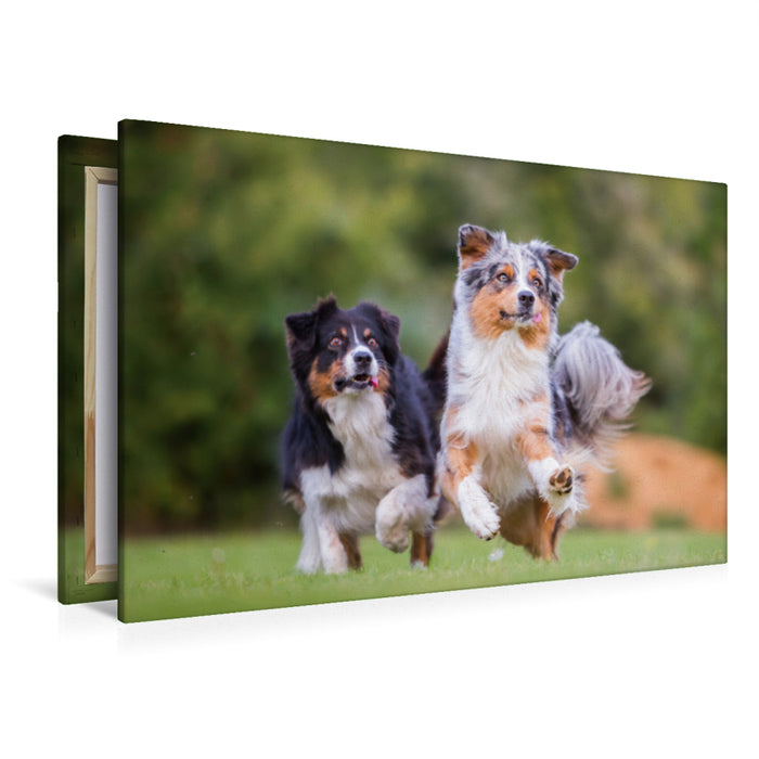 Premium Textil-Leinwand Premium Textil-Leinwand 120 cm x 80 cm quer zwei Australian Shepherd in Action