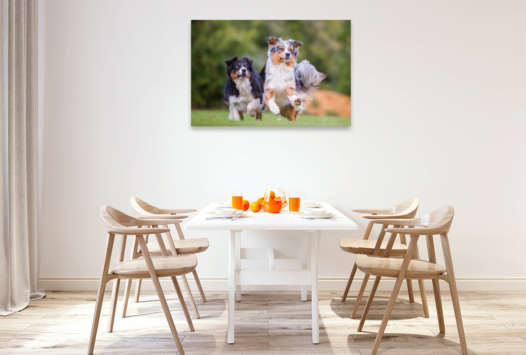 Premium Textil-Leinwand Premium Textil-Leinwand 120 cm x 80 cm quer zwei Australian Shepherd in Action