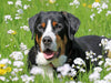 Großer Schweizer Sennenhund auf der Blumenwiese - CALVENDO Foto-Puzzle - calvendoverlag 29.99