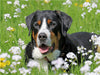 Großer Schweizer Sennenhund auf der Blumenwiese - CALVENDO Foto-Puzzle - calvendoverlag 29.99