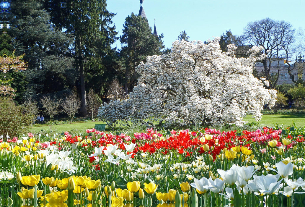 Premium Textil-Leinwand Premium Textil-Leinwand 120 cm x 80 cm quer Tulpenblüte im Sichtungsgarten Hermannshof in Weinheim an der Bergstraße