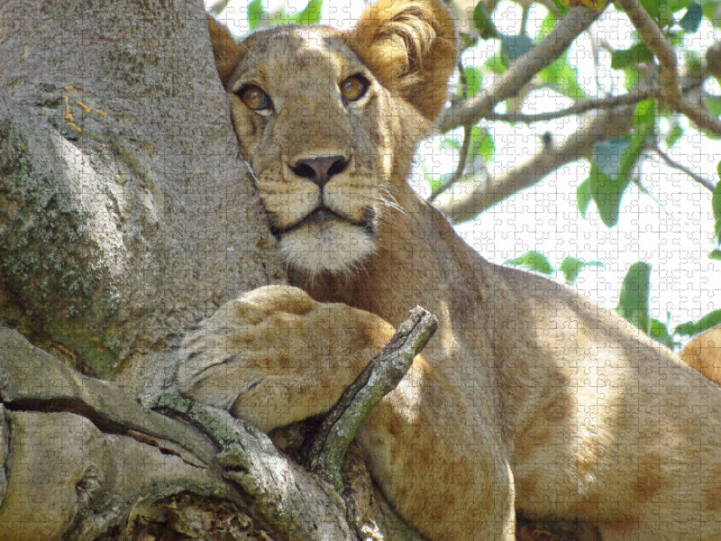 Löwen auf Feigenbäumen - CALVENDO Foto-Puzzle