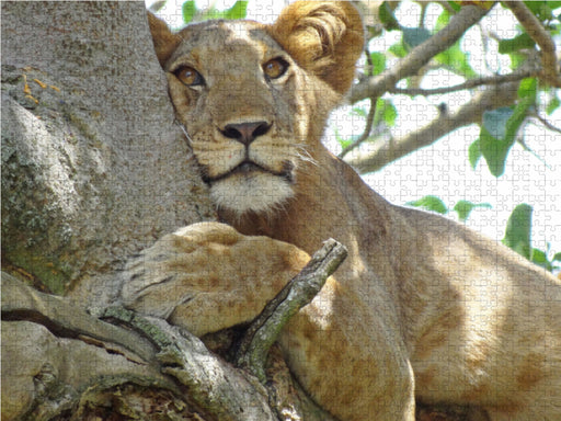Löwen auf Feigenbäumen - CALVENDO Foto-Puzzle - calvendoverlag 29.99