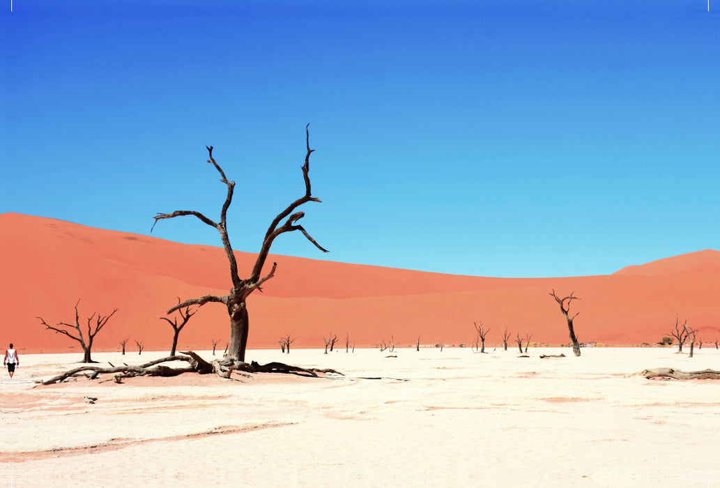 Premium Textil-Leinwand Premium Textil-Leinwand 120 cm x 80 cm quer Die Tonpfanne Deadvlei im Sossusvlei Nationalpark in der Namib Wüste in Namibia