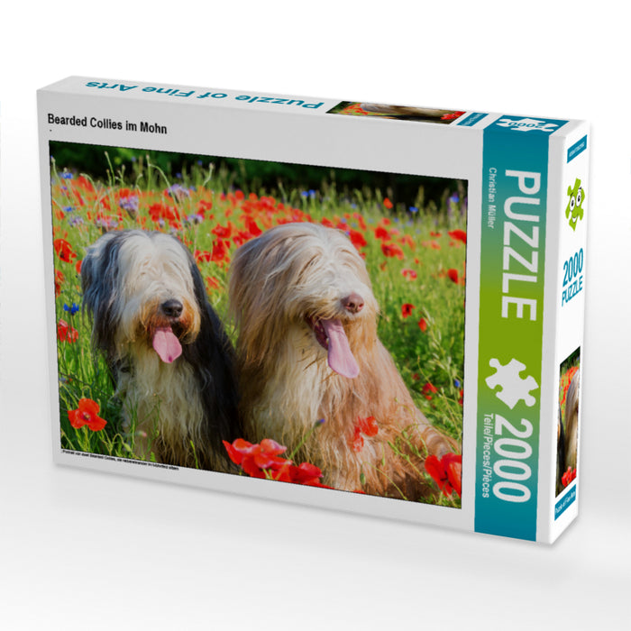 Bearded Collies im Mohn - CALVENDO Foto-Puzzle - calvendoverlag 29.99