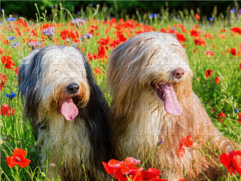 Bearded Collies im Mohn - CALVENDO Foto-Puzzle - calvendoverlag 29.99