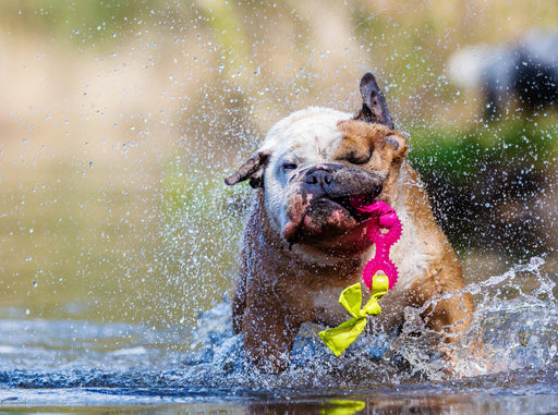 Englische Bulldogge im Wasser - CALVENDO Foto-Puzzle - calvendoverlag 29.99