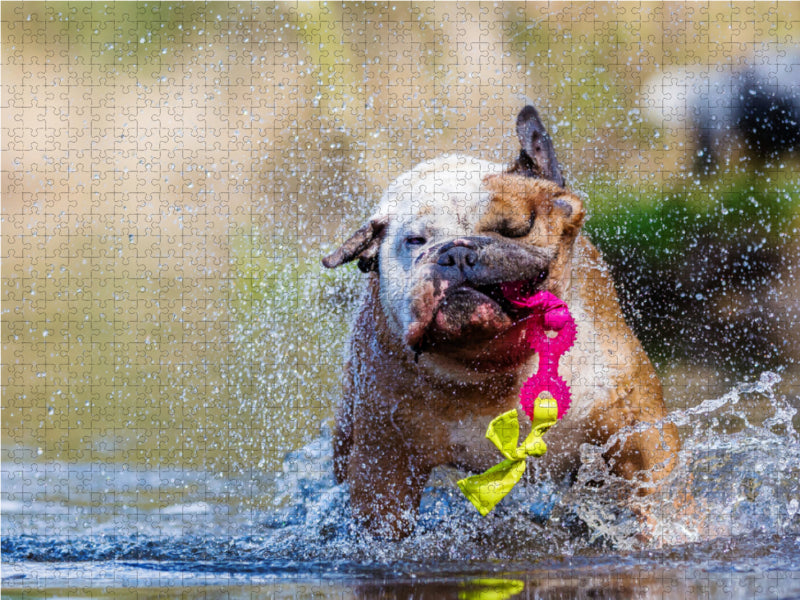 Englische Bulldogge im Wasser 2000 Teile Puzzle quer - CALVENDO Foto-Puzzle'