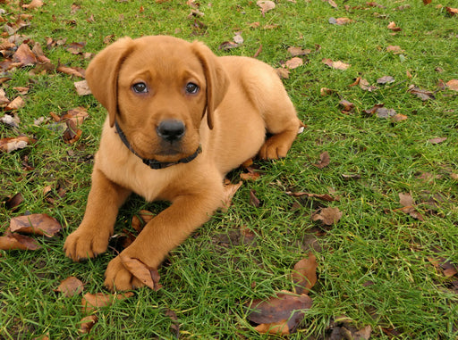 Labradorwelpe liegt im Gras zwischen herbstlichen Blättern - CALVENDO Foto-Puzzle - calvendoverlag 39.99