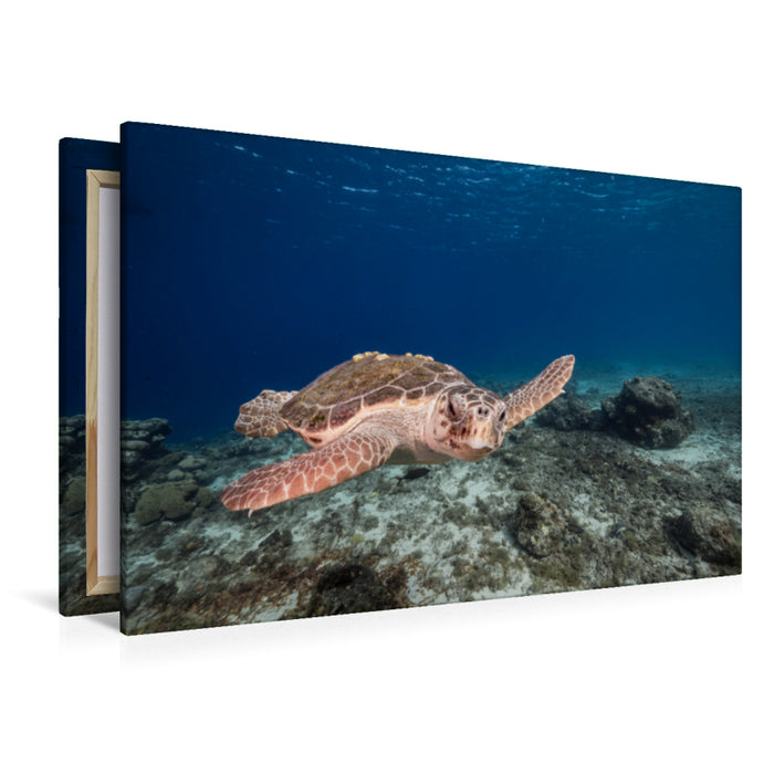 Premium Textil-Leinwand Premium Textil-Leinwand 120 cm x 80 cm quer Unechte Karettschildkröte im Korallenriff der karibischen See