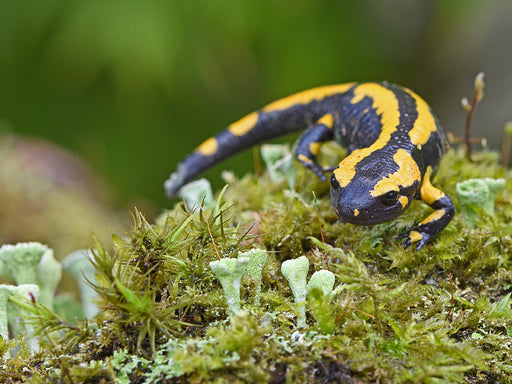 Feuersalamander - CALVENDO Foto-Puzzle - calvendoverlag 29.99