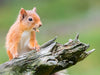 Rote Eichhörnchen - CALVENDO Foto-Puzzle - calvendoverlag 29.99
