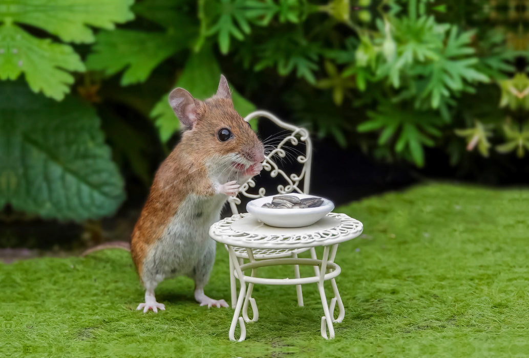 Toile textile premium Toile textile premium 120 cm x 80 cm de diamètre La table est mise ! Même les souris veulent bien manger ! 