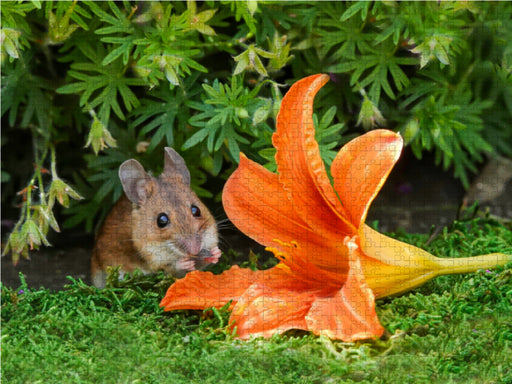 Da könnte man sich bestimmt auch gut rein kuscheln! - CALVENDO Foto-Puzzle - calvendoverlag 29.99