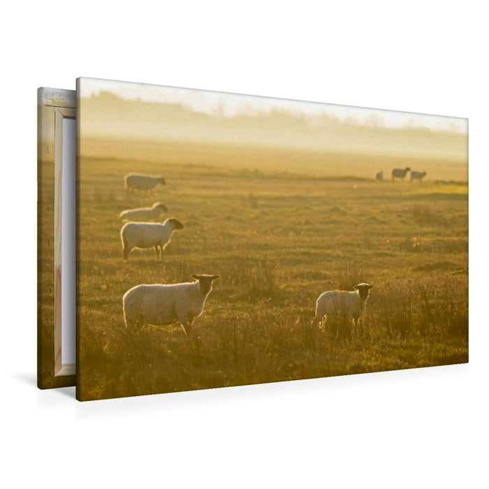 Premium Textil-Leinwand Premium Textil-Leinwand 120 cm x 80 cm quer Moutons des prés-salés