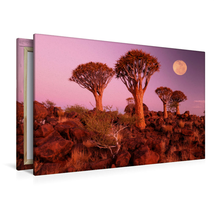 Premium Textil-Leinwand Premium Textil-Leinwand 120 cm x 80 cm quer Kocherbaum, Quiver Tree, Keetmanshoop, Namibia