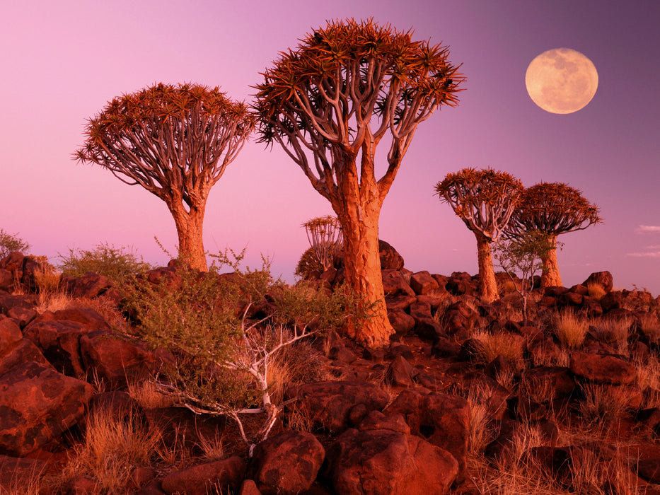 Kocherbaum, Quiver Tree, Keetmanshoop, Namibia - CALVENDO Foto-Puzzle - calvendoverlag 29.99