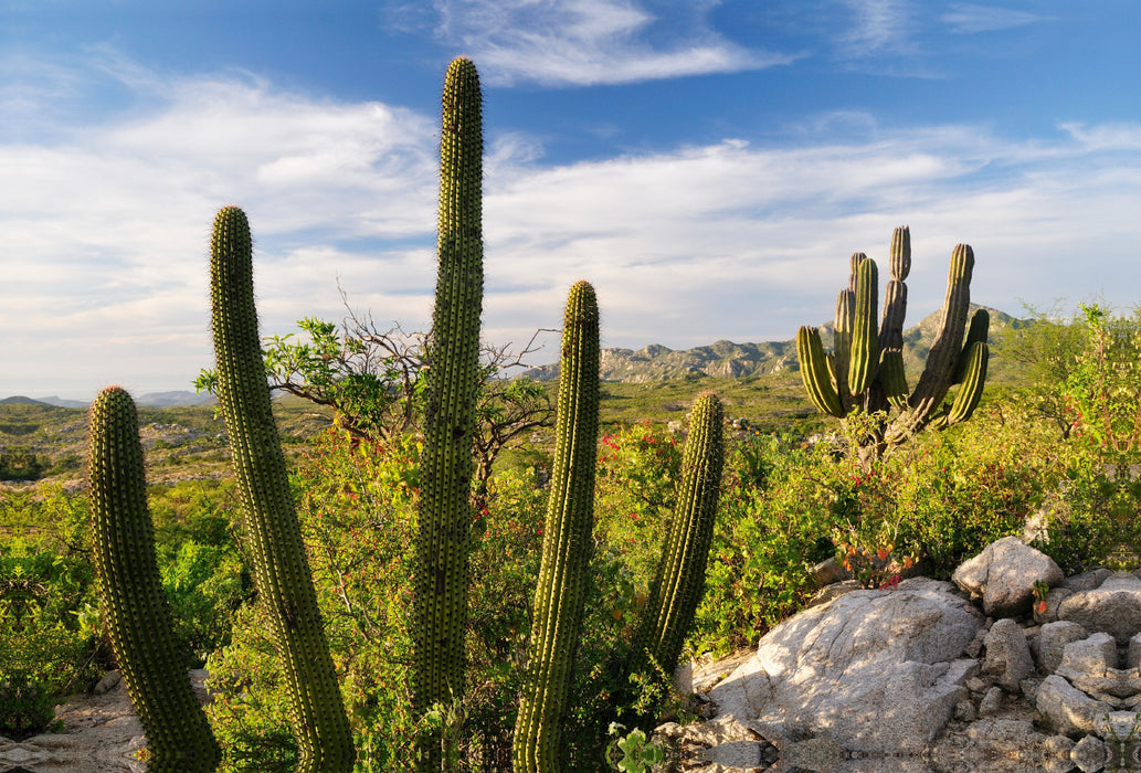 Premium Textil-Leinwand Premium Textil-Leinwand 120 cm x 80 cm quer Cactus at sunset, Ventana Bay, Sea of Cortez, Baja California Sur, Mexico