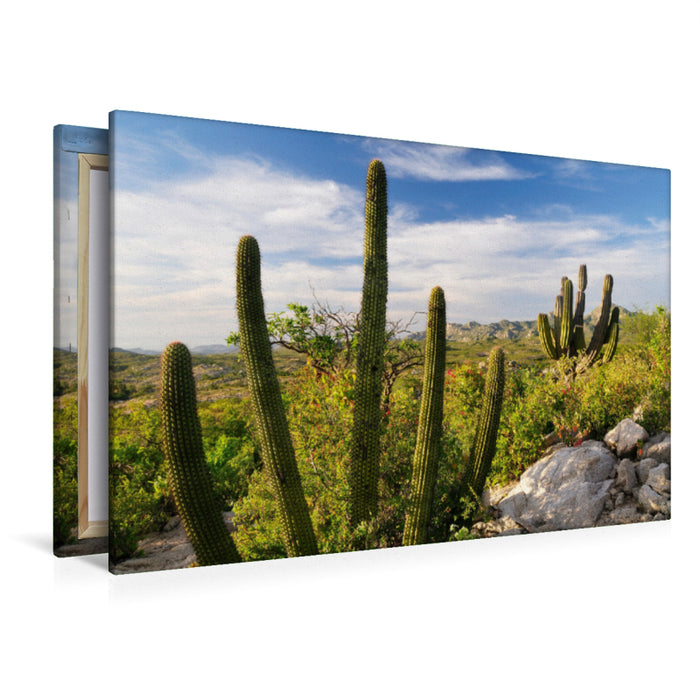Premium Textil-Leinwand Premium Textil-Leinwand 120 cm x 80 cm quer Cactus at sunset, Ventana Bay, Sea of Cortez, Baja California Sur, Mexico