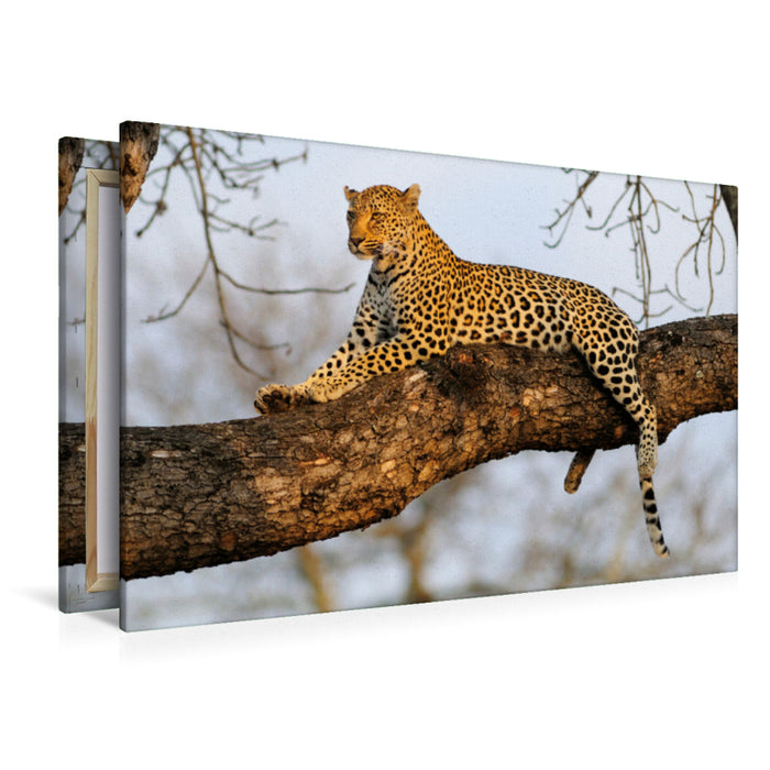 Premium Textil-Leinwand Premium Textil-Leinwand 120 cm x 80 cm quer Leopard, Sabi Sands Game Reserve, Südafrika