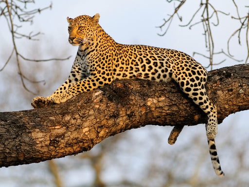Leopard, Sabi Sands Game Reserve, Südafrika - CALVENDO Foto-Puzzle - calvendoverlag 29.99