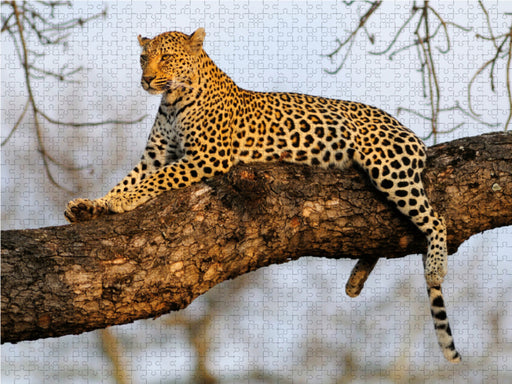 Leopard, Sabi Sands Game Reserve, Südafrika - CALVENDO Foto-Puzzle - calvendoverlag 29.99