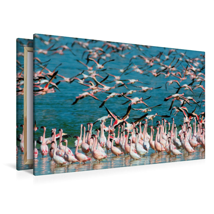Premium Textil-Leinwand Premium Textil-Leinwand 120 cm x 80 cm quer Flamingos Kimberley, Südafrika