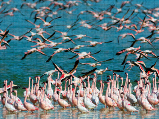 Flamingos Kimberley, Südafrika - CALVENDO Foto-Puzzle - calvendoverlag 29.99