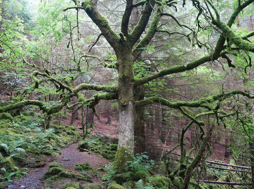 Moosbewachsener Wald am Llyn Crafnant und Llyn Geirionydd in Wales - CALVENDO Foto-Puzzle - calvendoverlag 39.99