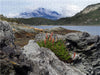 Tierra del Fuego - Große Feuerlandinsel/Argentinien - CALVENDO Foto-Puzzle - calvendoverlag 29.99