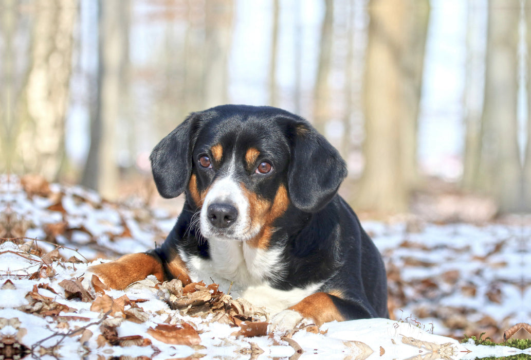 Premium Textil-Leinwand Premium Textil-Leinwand 120 cm x 80 cm quer Entlebucher Sennenhund im Schnee