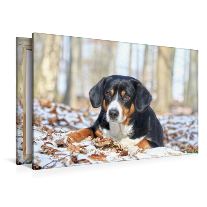 Premium Textil-Leinwand Premium Textil-Leinwand 120 cm x 80 cm quer Entlebucher Sennenhund im Schnee