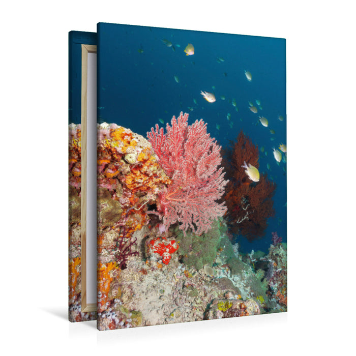 Premium Textil-Leinwand Premium Textil-Leinwand 80 cm x 120 cm  hoch Ein Motiv aus dem Kalender Farbenfrohe Unterwasserwelt
