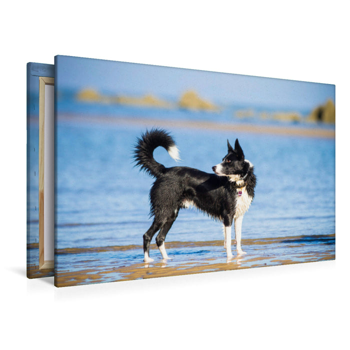 Premium Textil-Leinwand Premium Textil-Leinwand 120 cm x 80 cm quer Border Collie am Strand