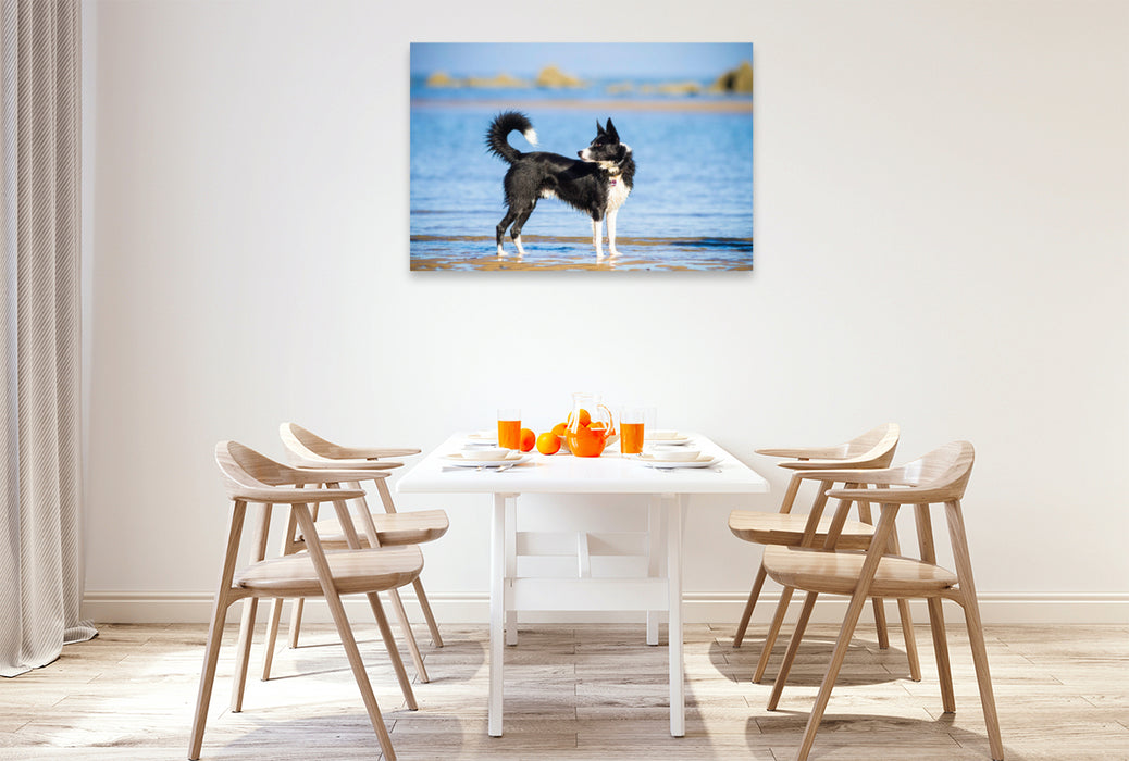 Premium Textil-Leinwand Premium Textil-Leinwand 120 cm x 80 cm quer Border Collie am Strand