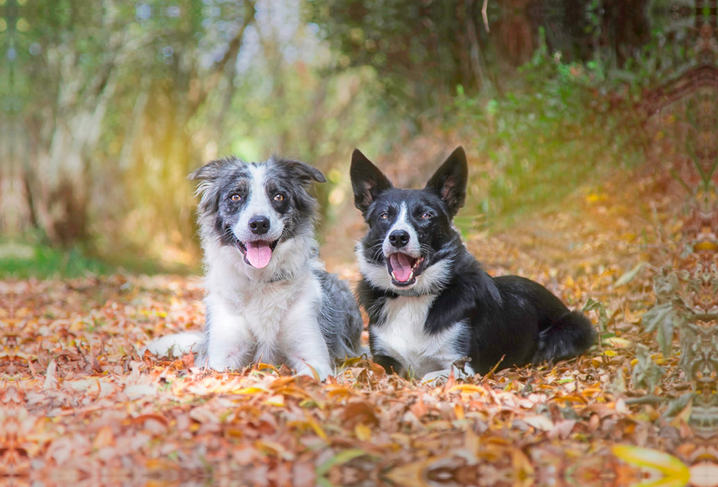 Premium Textil-Leinwand Premium Textil-Leinwand 120 cm x 80 cm quer Border Collies im herbstlichen Wald