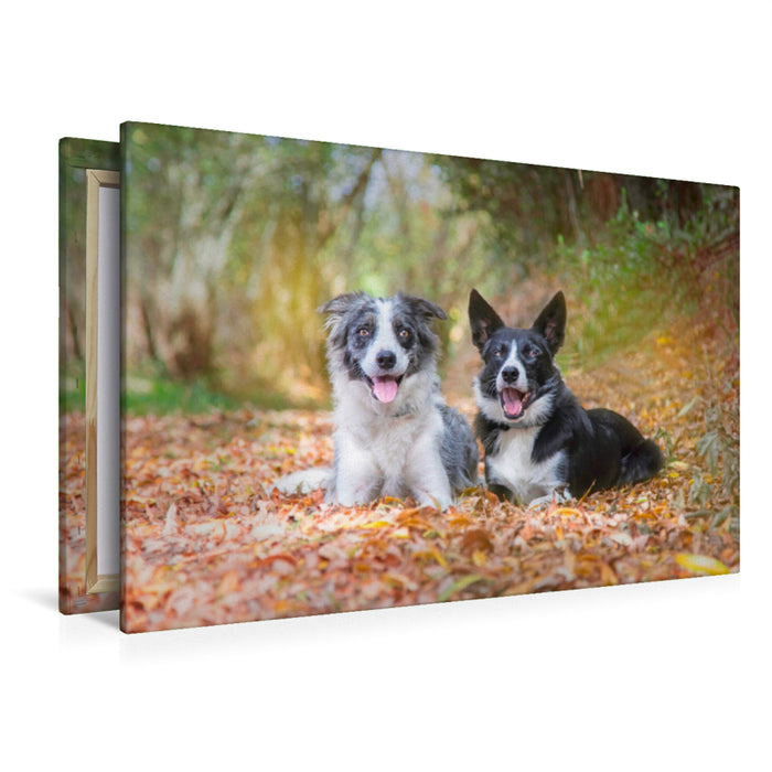 Premium Textil-Leinwand Premium Textil-Leinwand 120 cm x 80 cm quer Border Collies im herbstlichen Wald