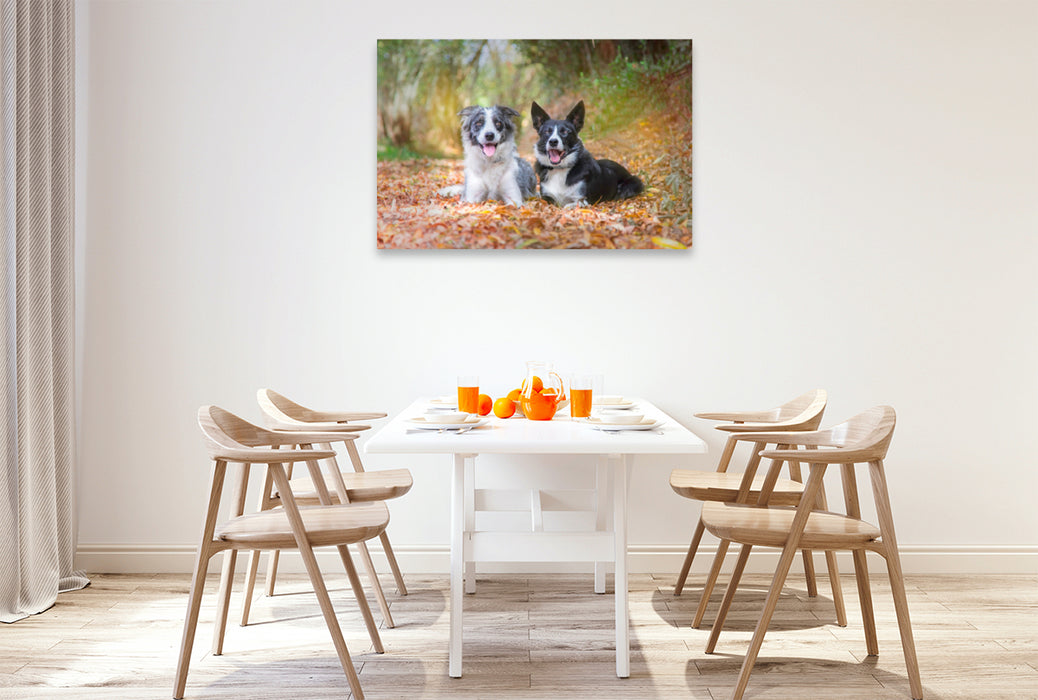 Premium Textil-Leinwand Premium Textil-Leinwand 120 cm x 80 cm quer Border Collies im herbstlichen Wald