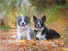 Border Collies im herbstlichen Wald - CALVENDO Foto-Puzzle - calvendoverlag 29.99