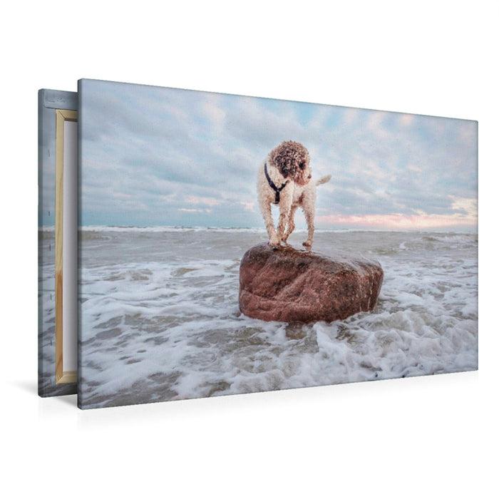 Premium Textil-Leinwand Premium Textil-Leinwand 120 cm x 80 cm quer Lagotto Romagnolo Freiheitsstatue an der Ostsee