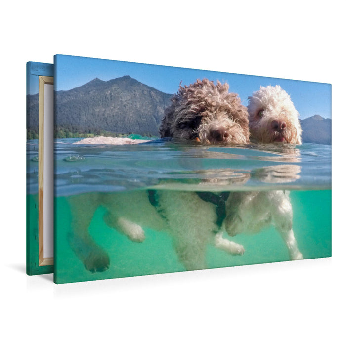 Premium Textil-Leinwand Premium Textil-Leinwand 120 cm x 80 cm quer Lagotto Romagnolo Paar beim Schwimmen mit Unterwasseransicht