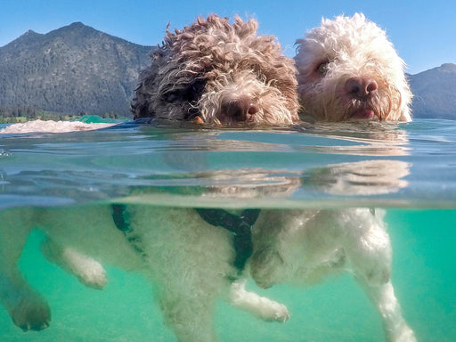 Lagotto Romagnolo Paar beim Schwimmen mit Unterwasseransicht - CALVENDO Foto-Puzzle - calvendoverlag 33.99