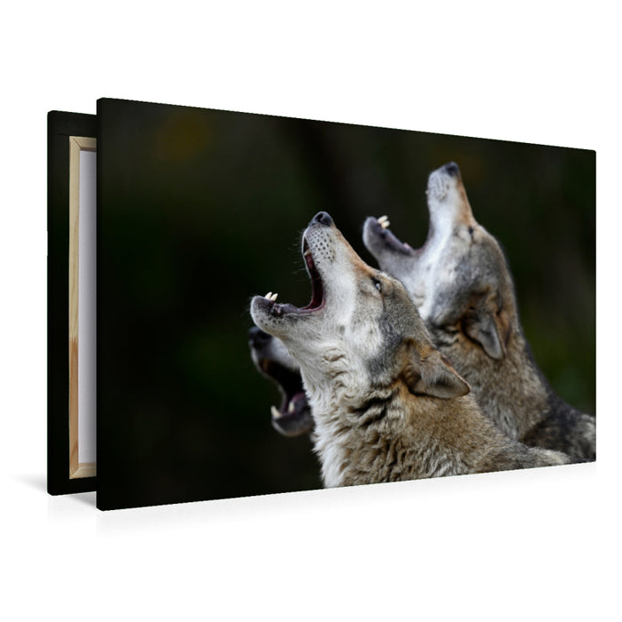 Premium textile canvas Premium textile canvas 120 cm x 80 cm landscape Eurasian wolf 