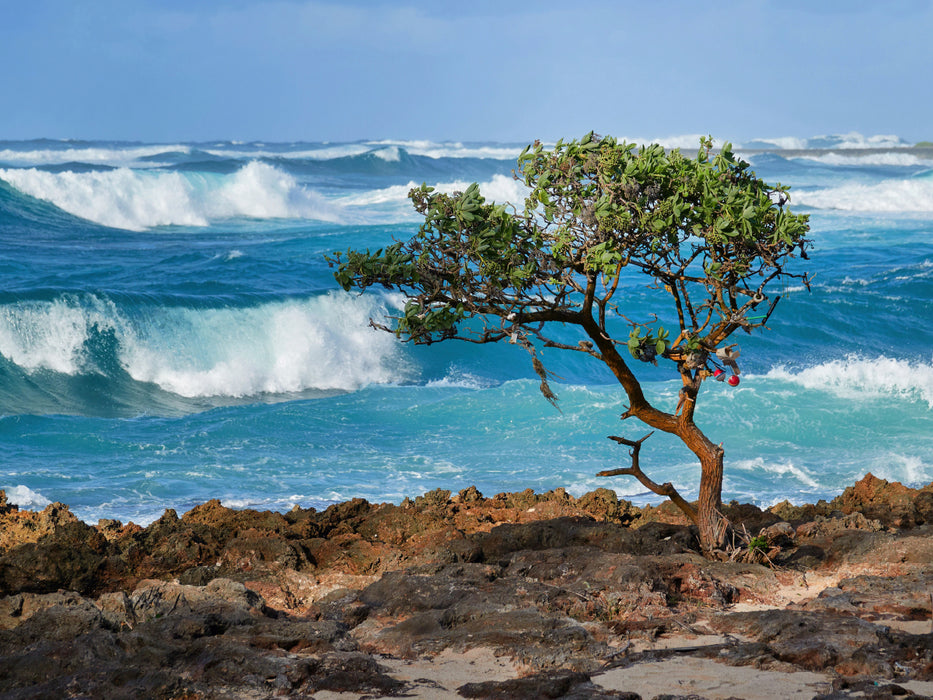 Wellen am Strand von North Shore auf der Insel Oahu auf Hawaii - CALVENDO Foto-Puzzle - calvendoverlag 29.99