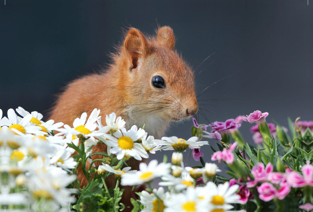 Premium textile canvas Premium textile canvas 120 cm x 80 cm landscape Chibs the flower squirrel 