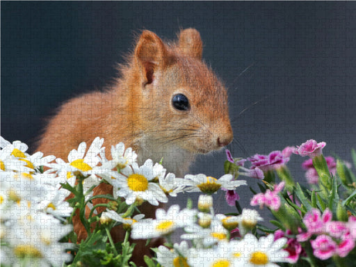 Chibs das Blumenhörnchen - CALVENDO Foto-Puzzle - calvendoverlag 29.99