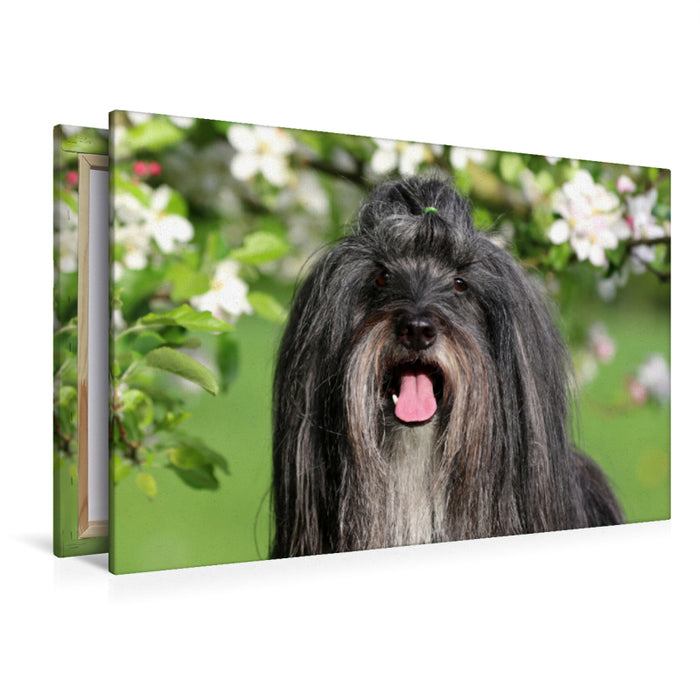 Premium Textil-Leinwand Premium Textil-Leinwand 120 cm x 80 cm quer Ein Motiv aus dem Kalender Tibet Terrier Theo