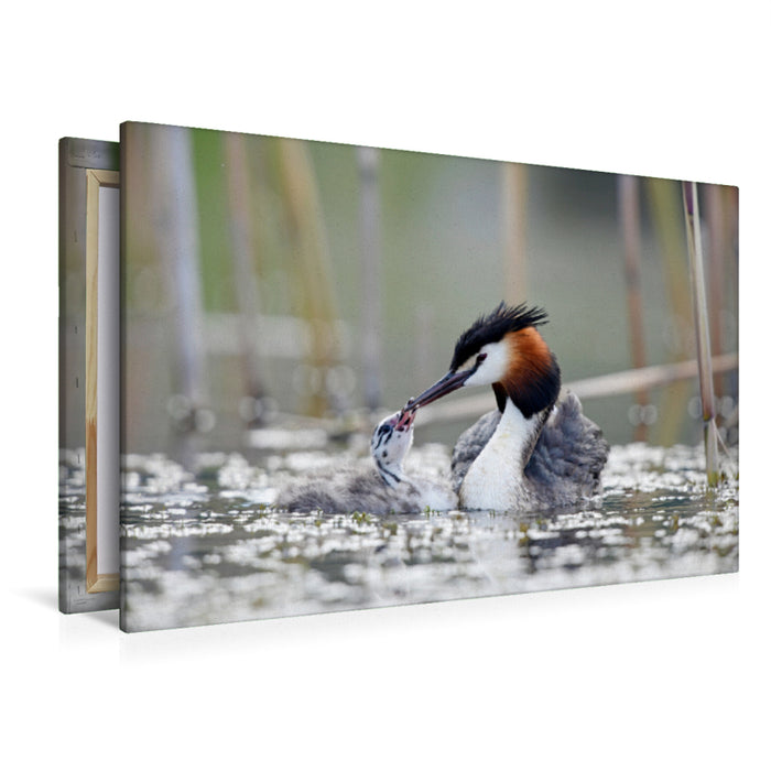 Premium textile canvas Premium textile canvas 120 cm x 80 cm landscape Great Crested Grebe (Podiceps cristatus) 